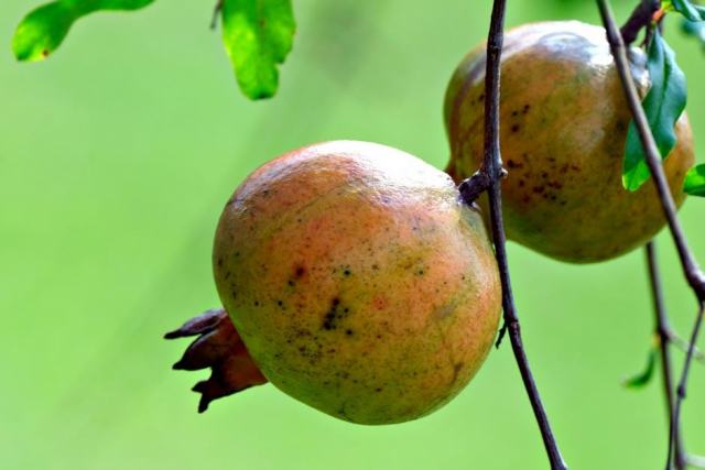 Choisir du mobilier de jardin respectueux de la santé