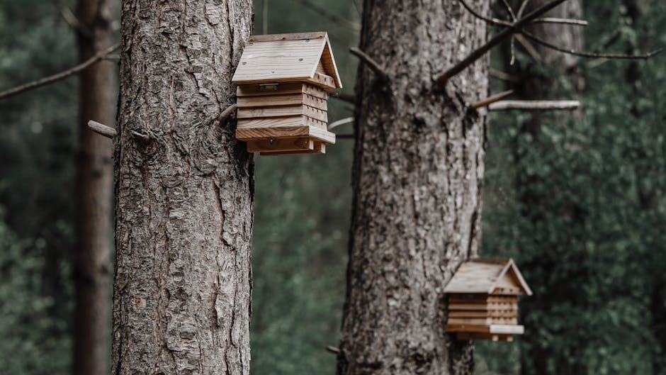 Plan maison créole traditionnelle : maison saine à bâtir