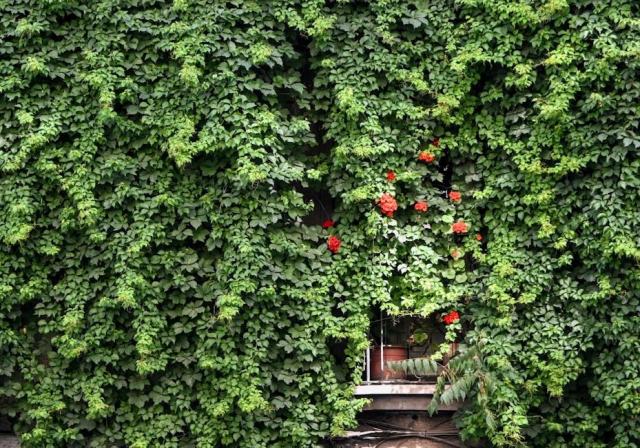 Pergola câbles tendus : pose et plantes grimpantes Pergola câbles tendus : pose et plantes grimpantes