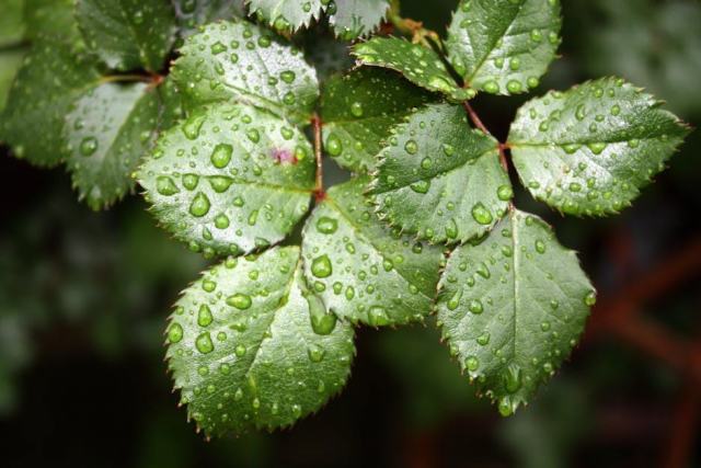 Cuve de récupération d'eau de pluie : guide complet pour s'équiper Cuve de récupération d'eau de pluie : guide complet pour s'équiper